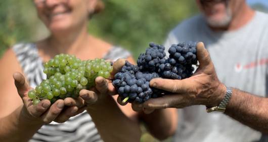 Alta Langa Docg iniziata il 10 agosto la vendemmia delle uve