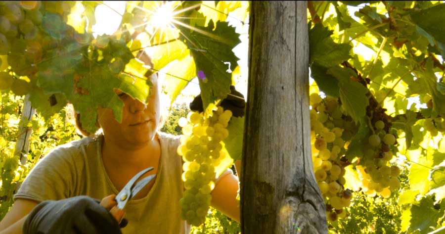 Festa della vendemmia alla cantina Fasol Menin