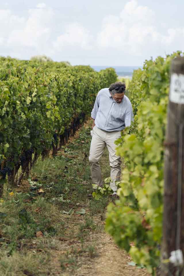 Ornellaia, al via la vendemmia 2022