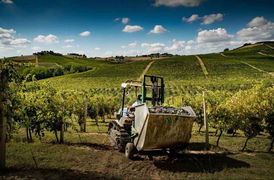 Vendemmia in Montalbera (Monferrato): la più precoce della storia della cantina