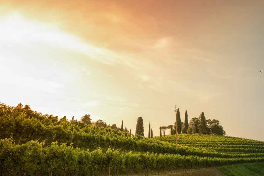 CONSORZIO DI TUTELA VINI COLLIO: VALORIZZAZIONE DELTERRITORIO E TRACCIABILITÀ DELLA FILIERA GRAZIE AL QR CODE IN ETICHETTA