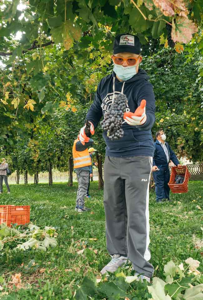 Vignaioli per un giorno: torna da Cecchetto la vendemmia inclusiva