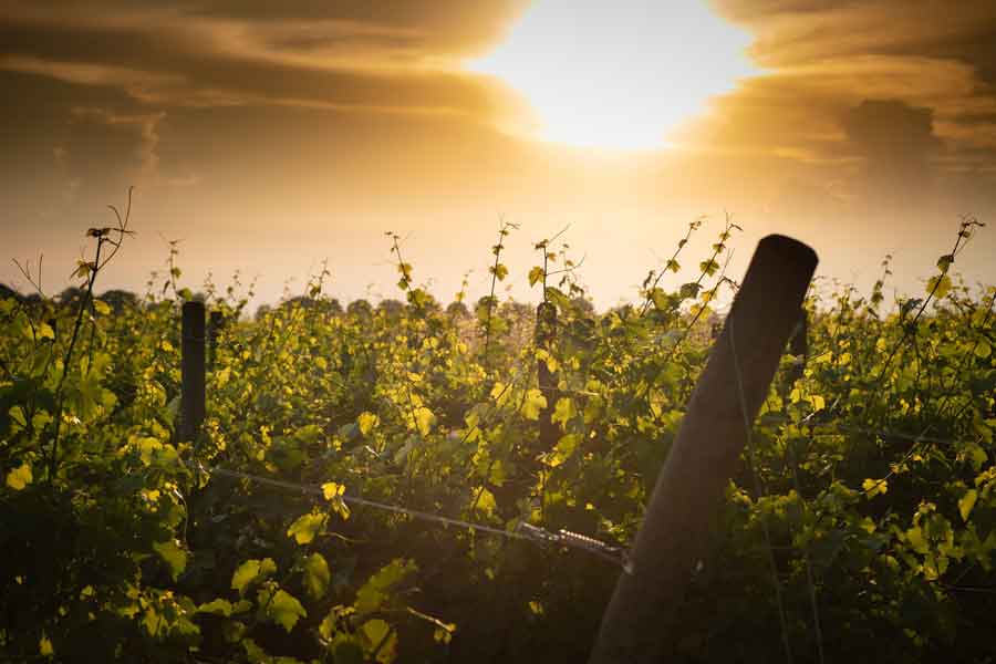 CONSORZIO TUTELA VINI COLLIO PRESENTA UNA VENDEMMIA 2022 ANTICIPATA E DI OTTIMA QUALITÀ