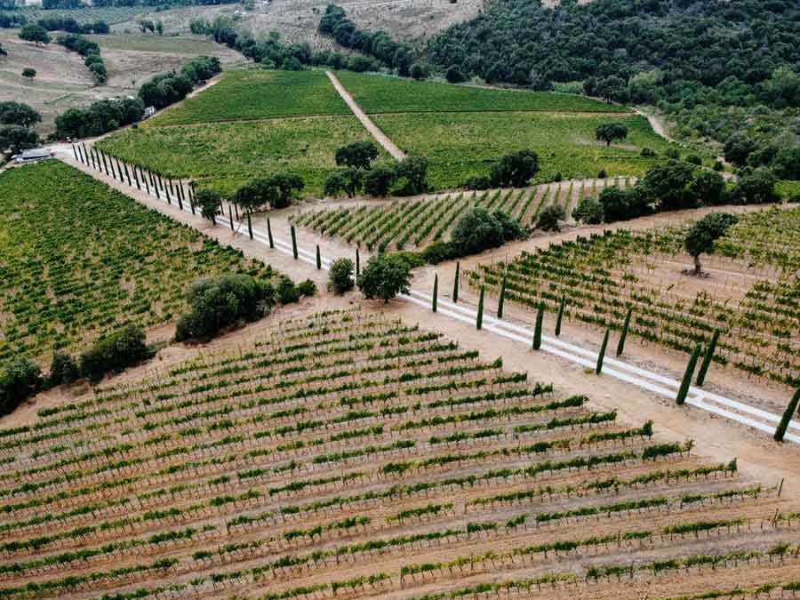 Vendemmia 2022: per il Morellino di Scansano uve sane e di qualità con una crescita della produzione