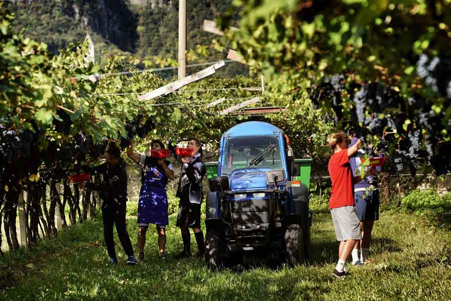 VENDEMMIA 2022 IN TRENTINO SUPERA LA SICCITÀ E REGALA UVE SANE E DI OTTIMA QUALITÀ