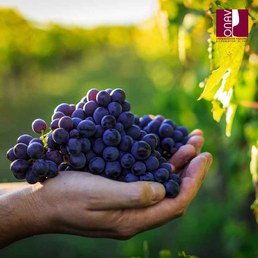 VINI RIBELLI A LEZIONE