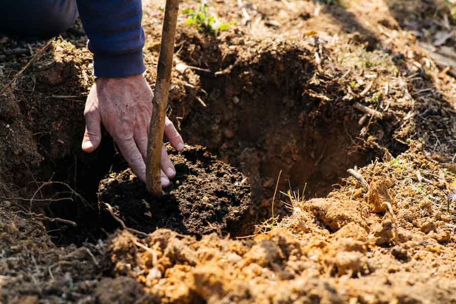 Cecchetto tra le prime aziende vitivinicole venete a presentare il bilancio di sostenibilità
