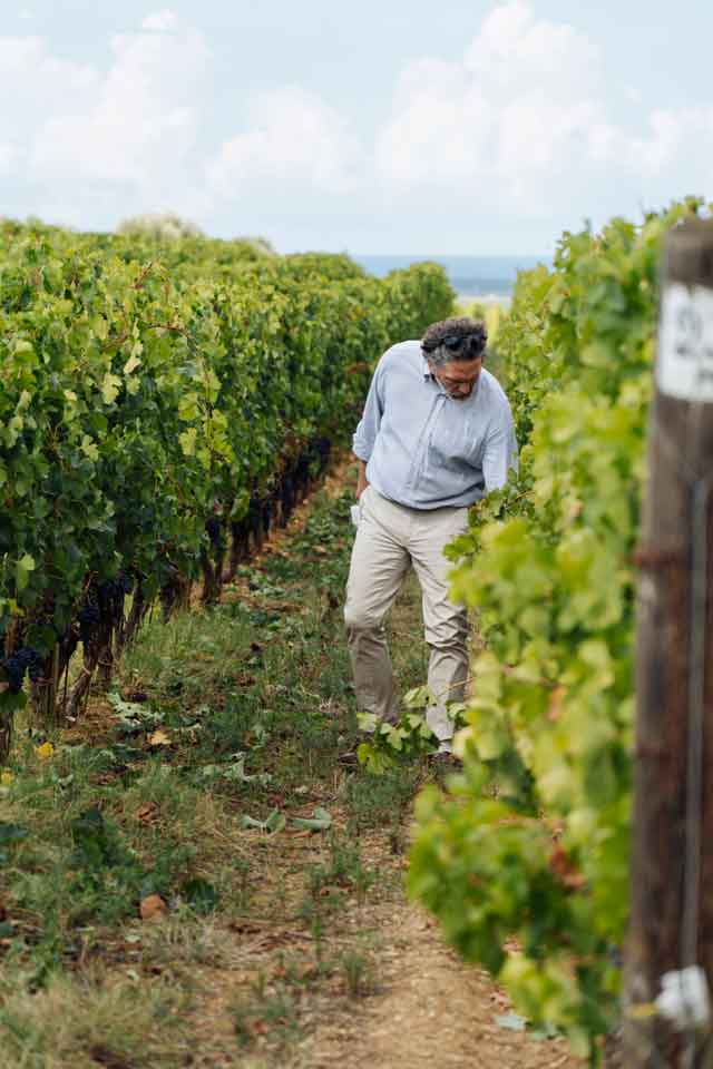 VENDEMMIA ORNELLAIA 2022: HEINZ (DIRETTORE), 