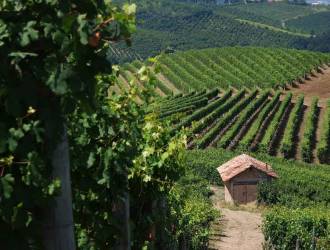 Il Consorzio Barbera D'Asti e Vini del Monferrato capofila di AGEBA Progetto volto a preservare il patrimonio vitivinicolo astigiano minacciato dal cambiamento climatico