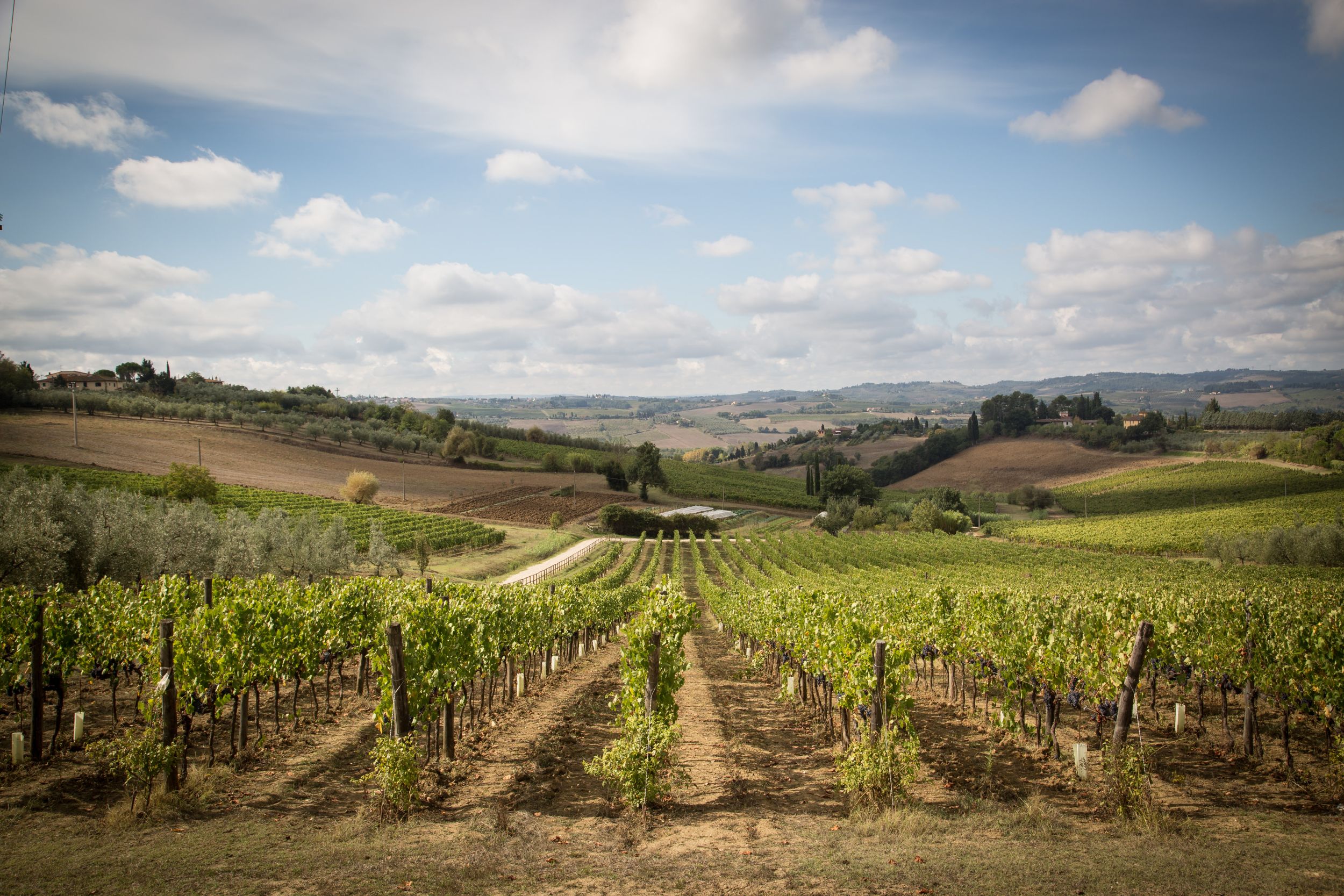 Consorzio Chianti Colli Fiorentini: "Numeri in crescita che fanno ben sperare"