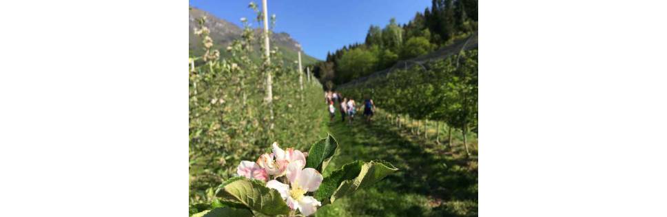 Gemme di gusto, la rassegna della Strada del Vino e dei Sapori del Trentino in programma il primo maggio e, a seguire, in tutti i fine settimana del mese.