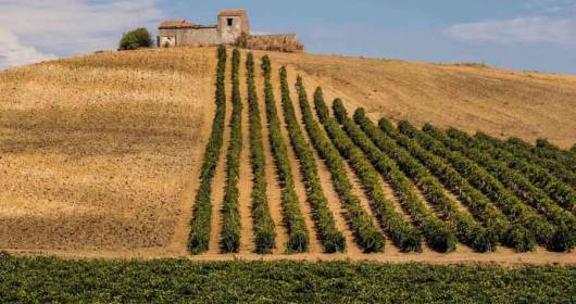 Consorzio di Tutela Vini Doc Sicilia nel gruppo di lavoro per la creazione del nuovo Piano Vitivinicolo siciliano