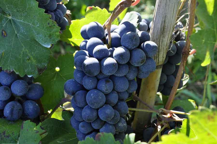 VENDEMMIA: MORANDO (MONTALBERA) CLIMA PAZZO NON COMPROMETTERA' QUALITA DEI NOSTRI VINI