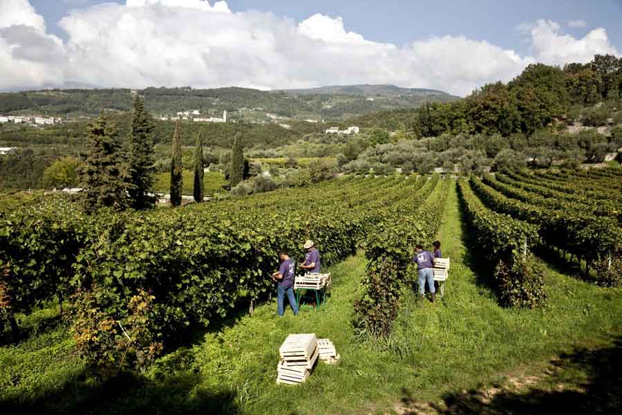 MASI,  VENDEMMIA 2023: inizia la raccolta nei vigneti Masi Agricola 