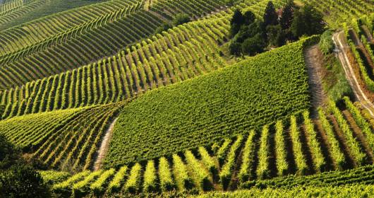 II Consorzio Barbera d’Asti e Vini del Monferrato ha presentato i risultati finali di AGEBA, studio incentrato su recupero e valorizzazione del germoplasma antico della varietà Barbera per l'adattamento al cambiamento climatico