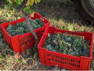 Colle Manora, Albarossa: la riscoperta e la valorizzazione di un eccezionale vitigno autoctono