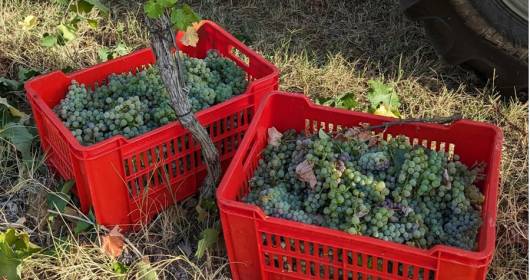 Colle Manora, Albarossa: la riscoperta e la valorizzazione di un eccezionale vitigno autoctono