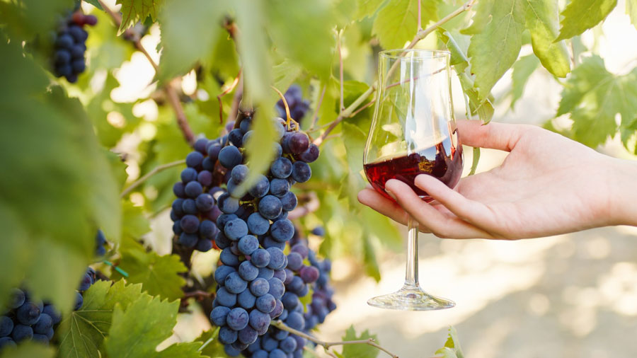 VENETO AGRICOLTURA: GIOVEDI’ 21 DICEMBRE A LONIGO I DATI DEFINITIVI DELLA VENDEMMIA 2023 