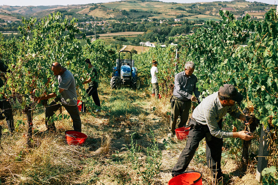 Poggio della Dogana aderisce a Progetto Brix: i produttori di Brisighella riuniti per dare nuova forza e identità all’albana