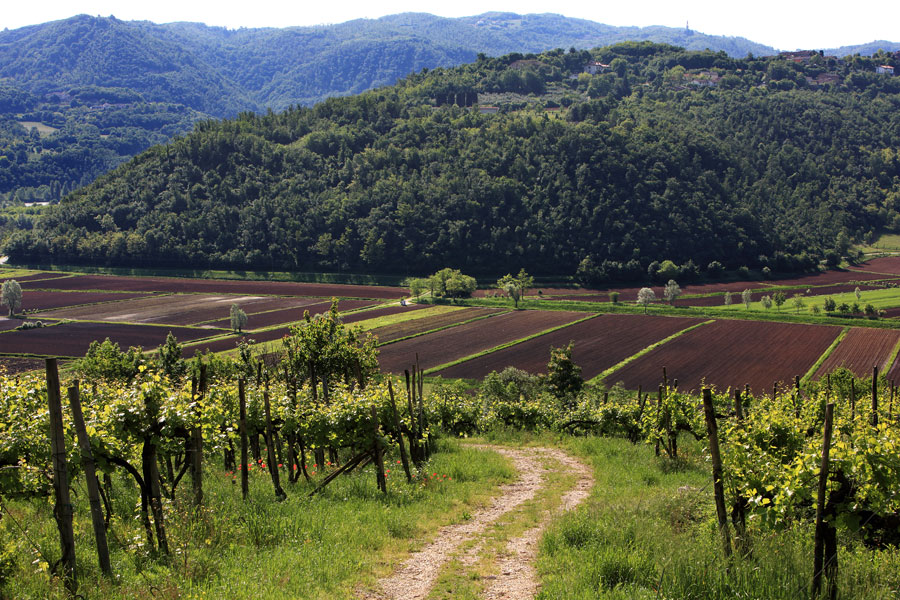 Gustus - Vini e Sapori di Vicenza: Tai Rosso e Gambellara i vini protagonisti dei WineLab
