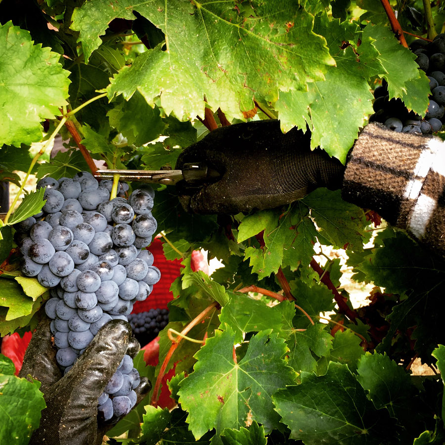 COSTARIPA: LA VENDEMMIA 2025 SECONDO MATTIA VEZZOLA